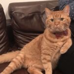 レス1番の画像1