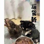 レス13番の画像1