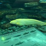 レス47番の画像5