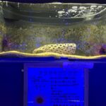 レス9番の画像1