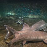 レス47番の画像6