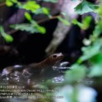 レス66番の画像1