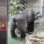 レス2番の画像1