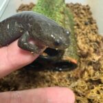 レス2番の画像1