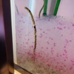 レス12番の画像2