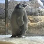 レス74番の画像1