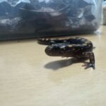 レス10番の画像1