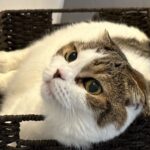 レス199番のリンク先のサムネイル画像