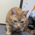 レス34番の画像1