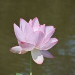 レス5番の画像1
