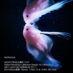 レス58番の画像2
